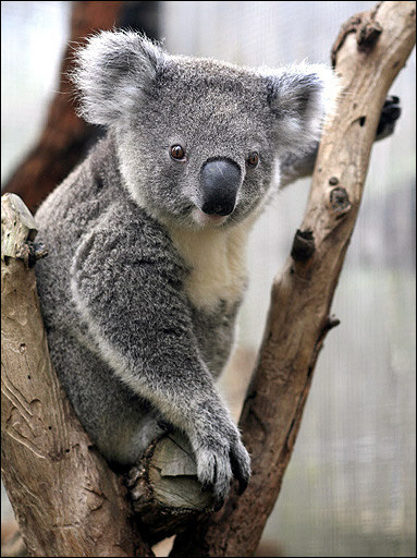 コアラって可愛いけど 動物