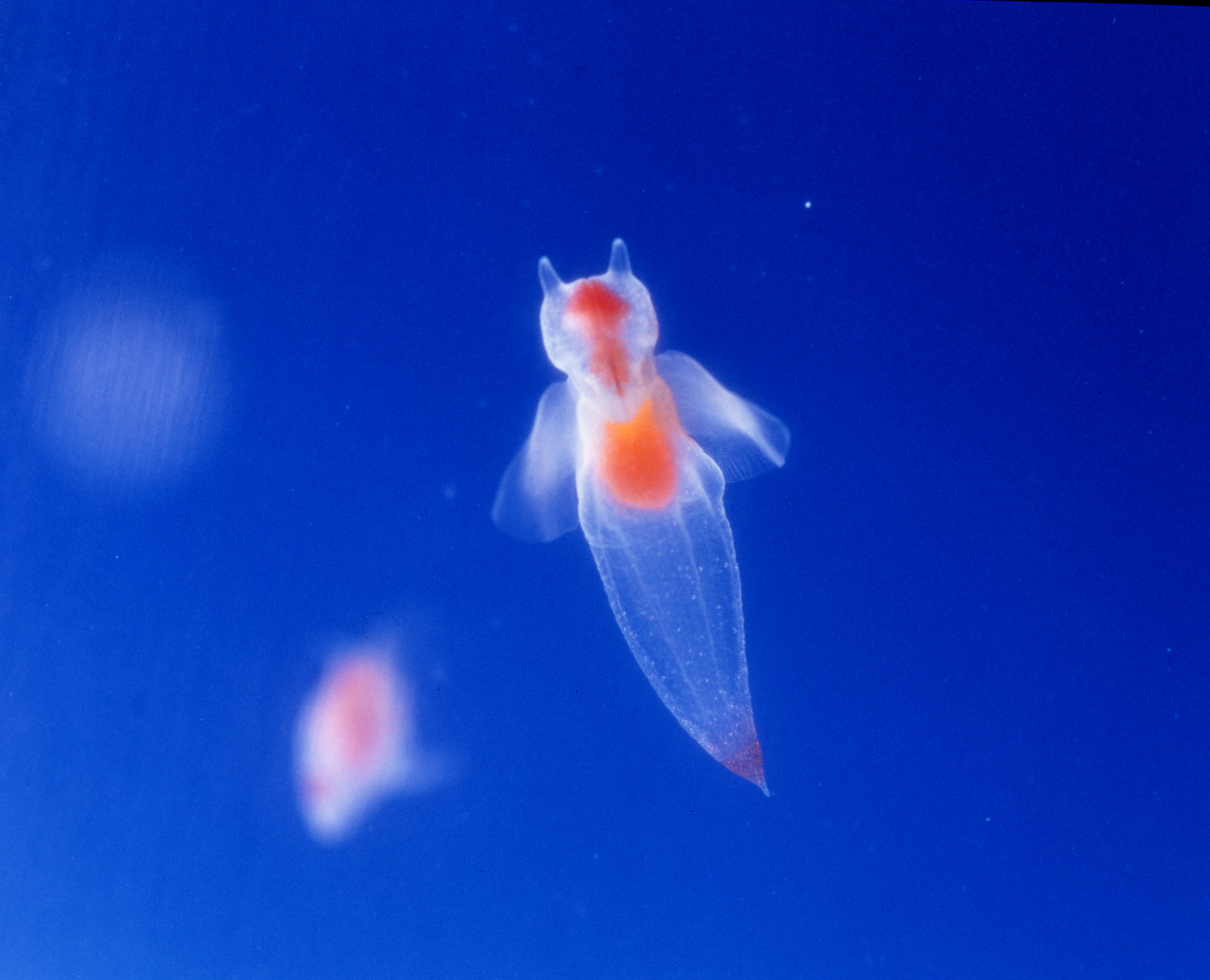 海の天使 クリオネについて 動物